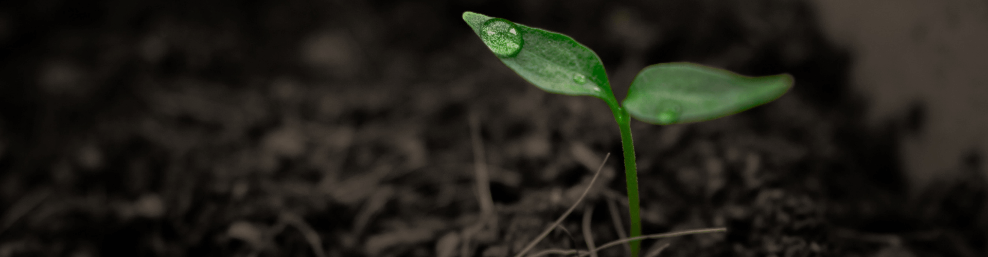 7 conseils pour réussir ses semis de tomates Blog - Dr. Jonquille & Mr. Ail