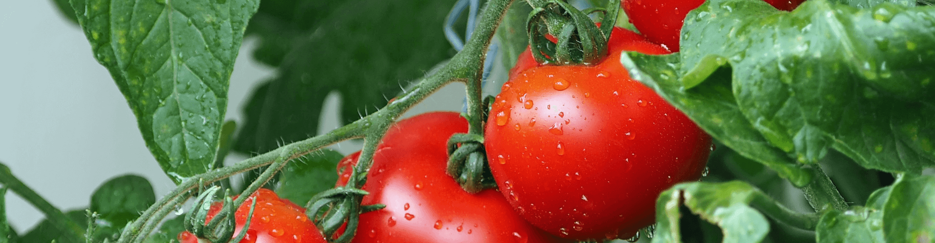 7 conseils pour réussir ses semis de tomates Blog - Dr. Jonquille & Mr. Ail