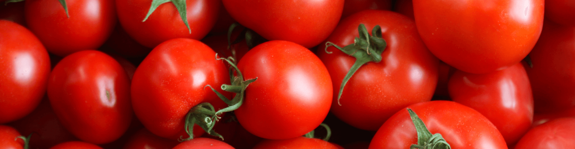 7 conseils pour réussir ses semis de tomates Blog - Dr. Jonquille & Mr. Ail