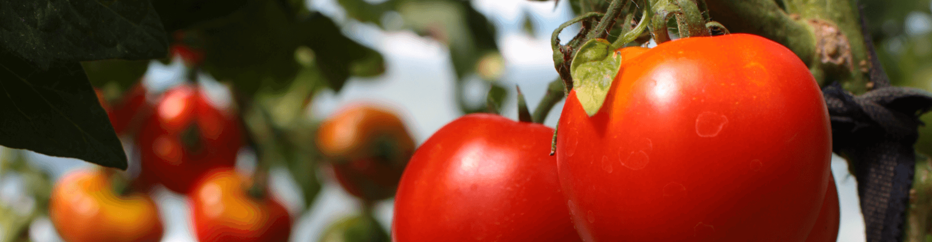 7 conseils pour réussir ses semis de tomates Blog - Dr. Jonquille & Mr. Ail