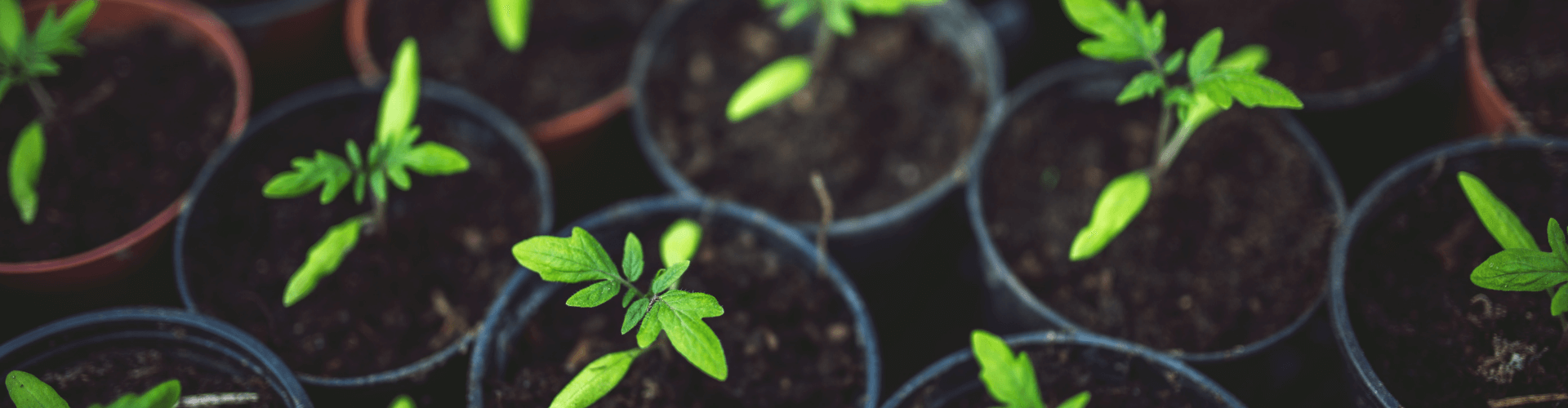 7 conseils pour réussir ses semis de tomates Blog - Dr. Jonquille & Mr. Ail