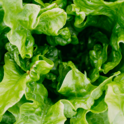 Laitues