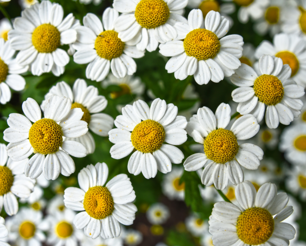 Les bienfaits de la phytothérapie - Blog - Dr. Jonquille & Mr. Ail