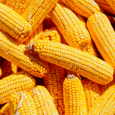 Maïs
