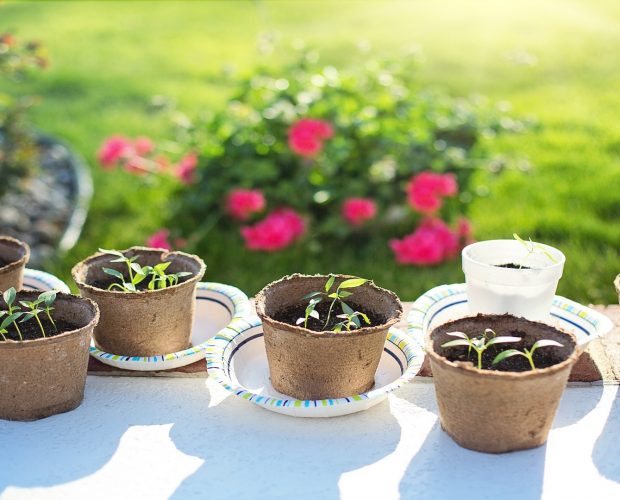 5 erreurs à éviter pour réussir ses semis