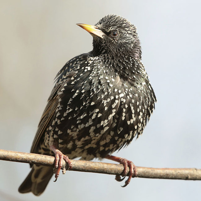 Les oiseaux du jardin - Blog - Dr. Jonquille & Mr. Ail