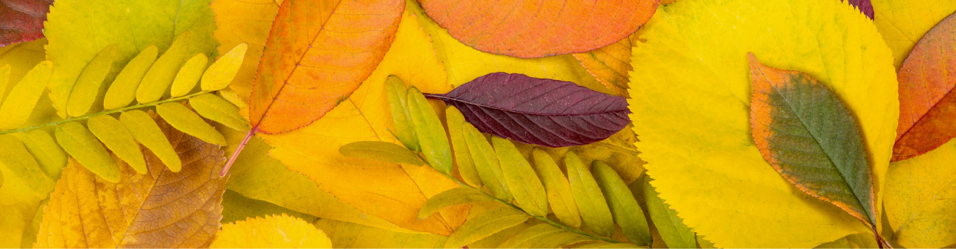 faire-son-terreau-feuille Faire son terreau - feuilles