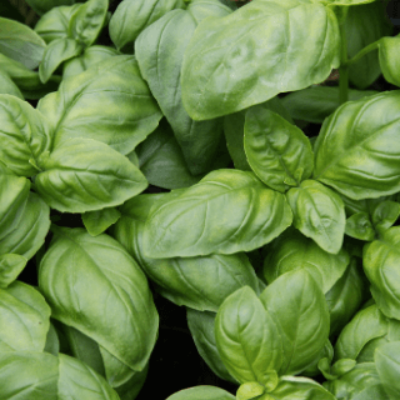 Les graines aromatiques Bio