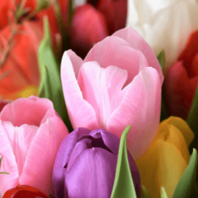 Les graines de fleurs Bio