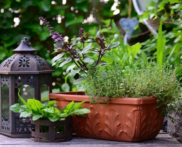 Herbes aromatiques : 5 erreurs à éviter