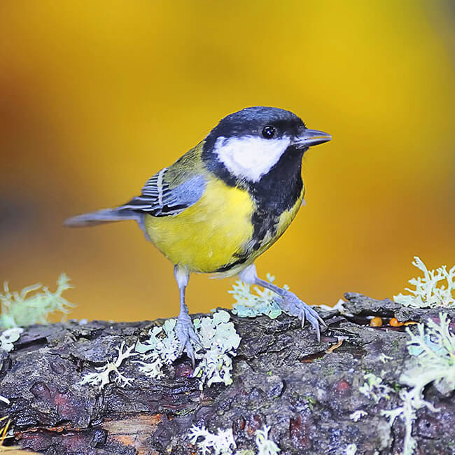 Les oiseaux du jardin - Blog - Dr. Jonquille & Mr. Ail