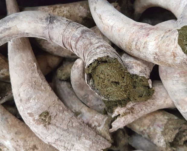 Qu'est-ce que la biodynamie - Blog - Dr. Jonquille & Mr. Ail