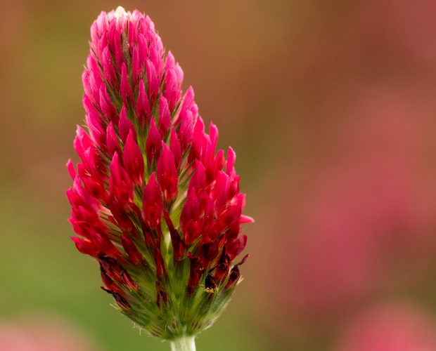 Sauver les abeilles avec le trèfle incarnat - Blog - Dr. Jonquille & Mr. Ail