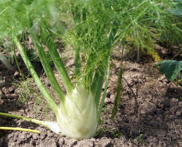 Plant de fenouil au potager - Blog - Dr. Jonquille & Mr. Ail