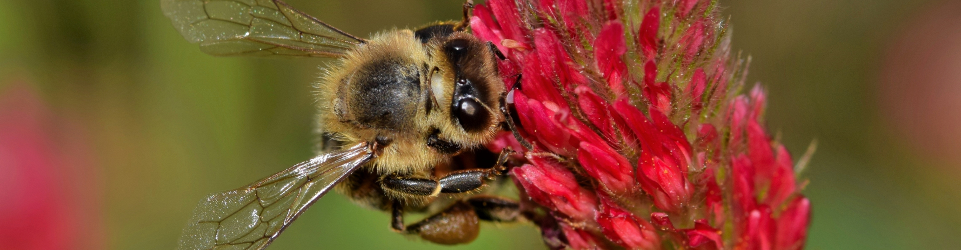 trèfle-incarnat-abeille Le trèfle incarnat, c'est quoi ?