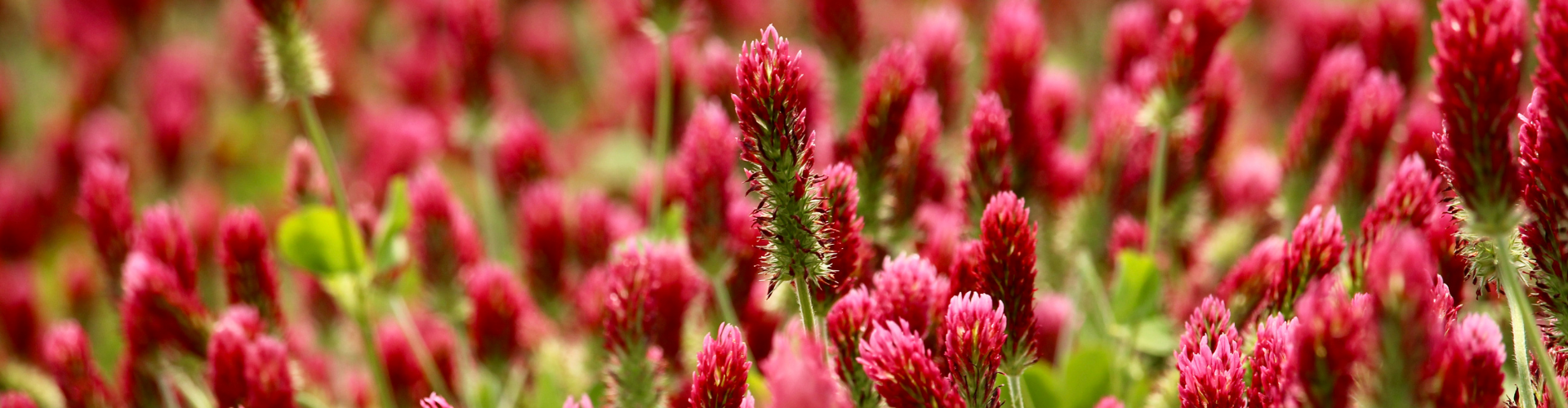 le-trèfle-incarnat-c'est-quoi Le trèfle incarnat, c'est quoi ? - Blog - Dr. Jonquille & Mr. Ail