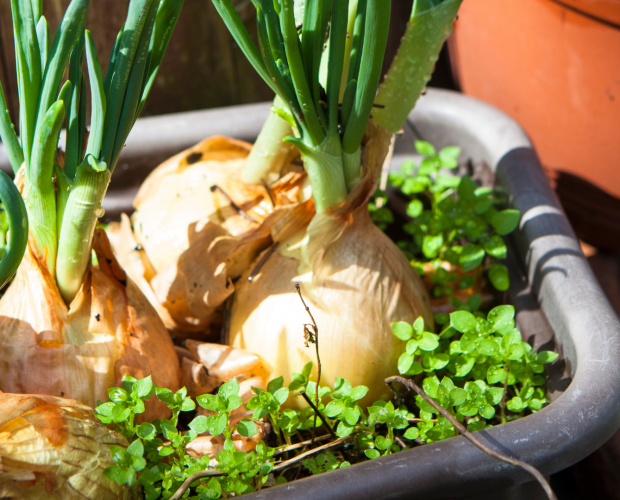 7 légumes qui poussent à l'infini - Blog - Dr. Jonquille & Mr. Ail