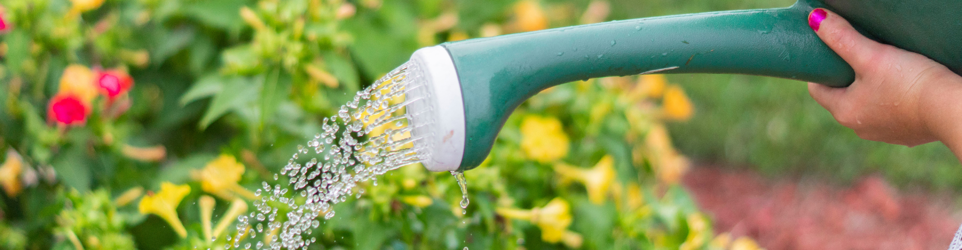 8 outils indispensables au potager - arrosoir Les 8 outils indispensables au jardin - Blog - Dr. Jonquille & Mr. Ail