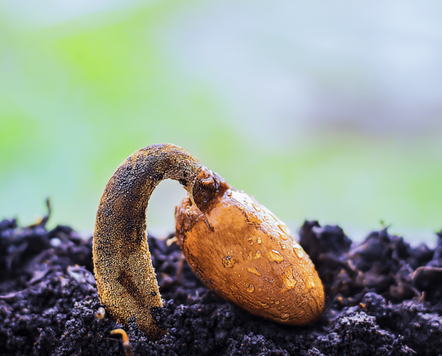 Comment conserver ses graines ? - Blog - Dr. Jonquille & Mr. Ail