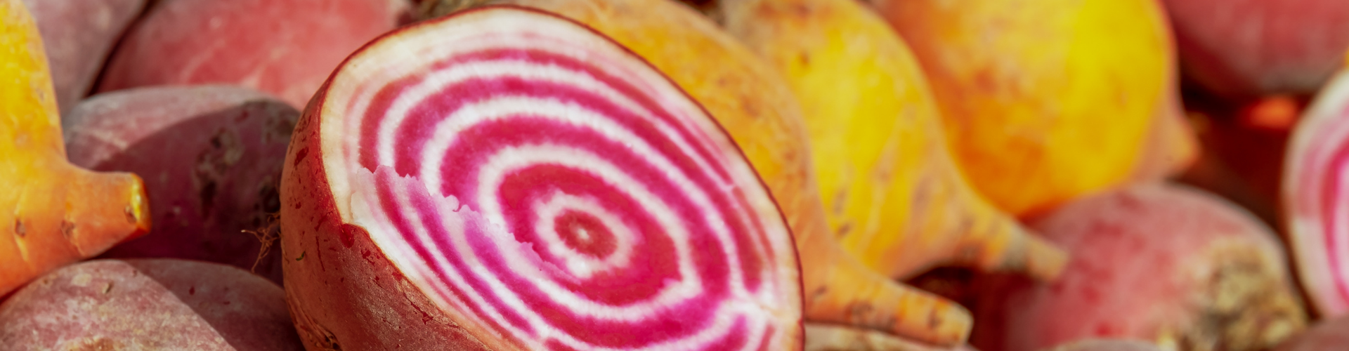 La betterave : semis, culture, récolte - Blog - Dr. Jonquille & Mr. Ail