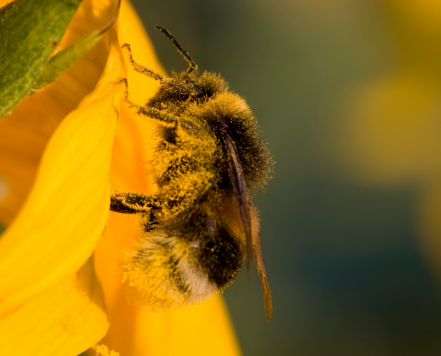 Les bourdons du jardin : attirez et recensez les rois de la pollinisation - Blog - Dr. Jonquille & Mr. Ail