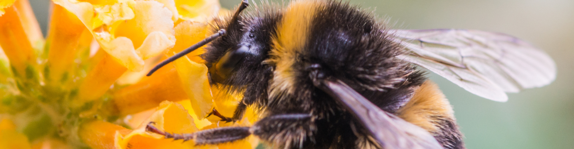 Les bourdons du jardin attirez et recensez les rois de la pollinisation1 Les bourdons du jardin : attirez et recensez les rois de la pollinisation - Blog - Dr. Jonquille & Mr. Ail