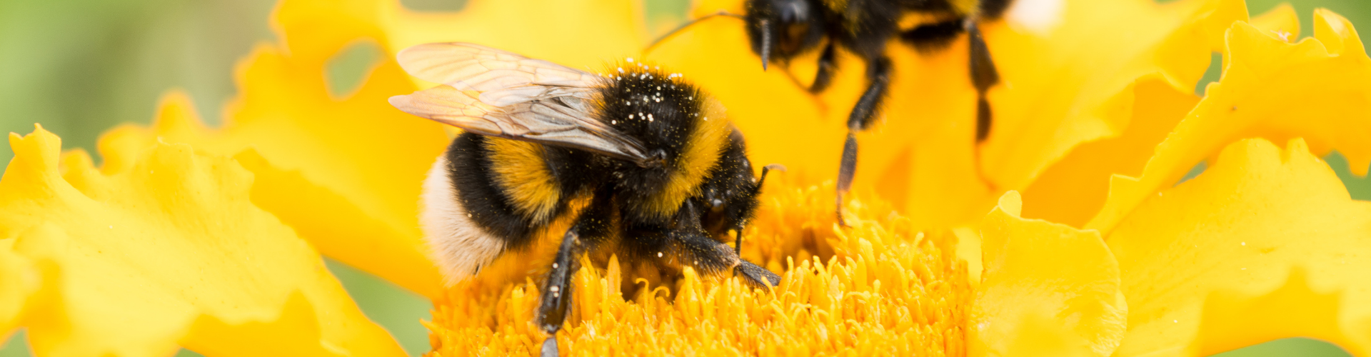 Les bourdons du jardin attirez et recensez les rois de la pollinisation2 Les bourdons du jardin : attirez et recensez les rois de la pollinisation - Blog - Dr. Jonquille & Mr. Ail