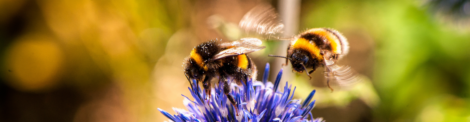 Les bourdons du jardin attirez et recensez les rois de la pollinisation4 Les bourdons du jardin : attirez et recensez les rois de la pollinisation - Blog - Dr. Jonquille & Mr. Ail
