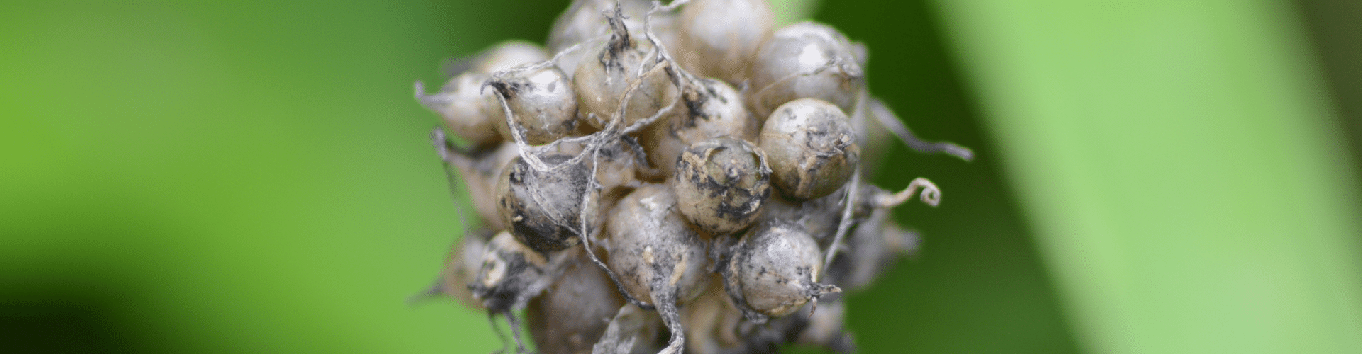 7 légumes perpétuels - Blog - Dr. Jonquille & Mr. Ail