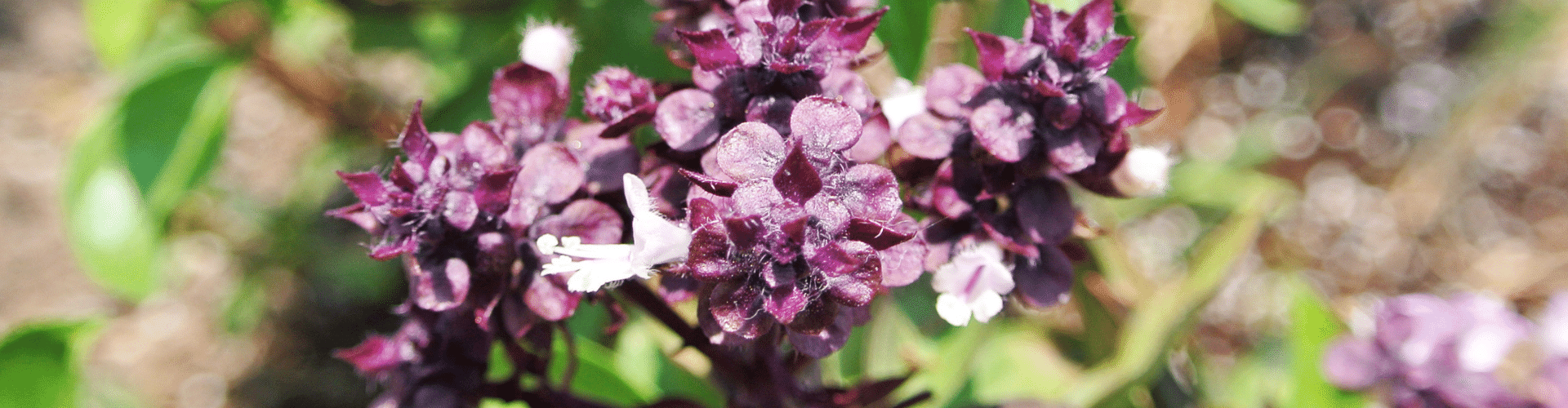 7 légumes perpétuels - Blog - Dr. Jonquille & Mr. Ail