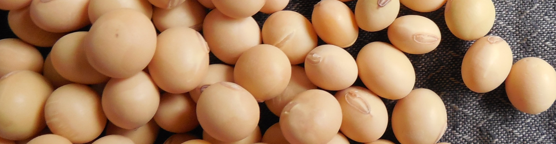 comment-conserver-ses-graines (3) Comment conserver ses graines ? - Blog - Dr. Jonquille & Mr. Ail