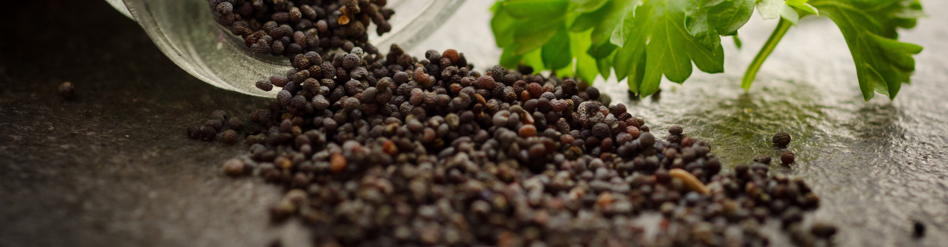 comment-conserver-ses-graines Comment conserver ses graines ? - Blog - Dr. Jonquille & Mr. Ail