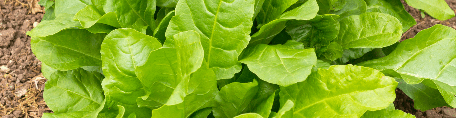 7 légumes perpétuels - Blog - Dr. Jonquille & Mr. Ail