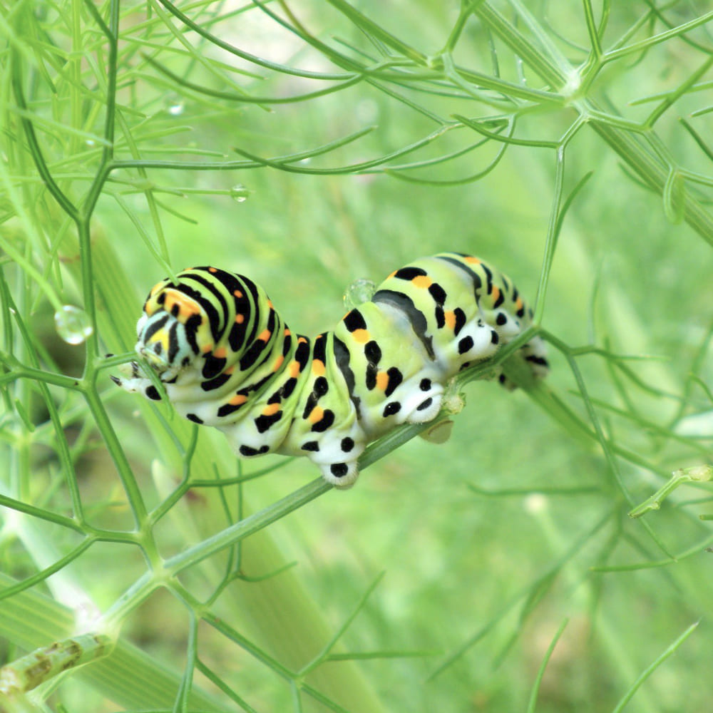 larve-papillon-machaon-dans-un-fenouil-1000x1000 Larve papillon machaon se nourissant dans un fenouil