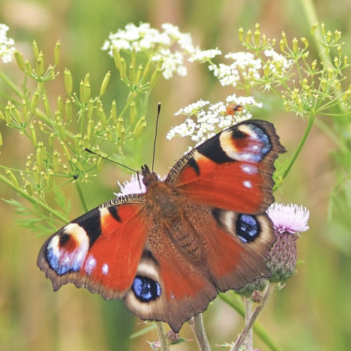 paon-du-jour-papillon Papillon Paon du jour au jardin