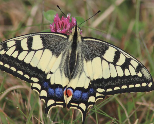 Les papillons du jardin