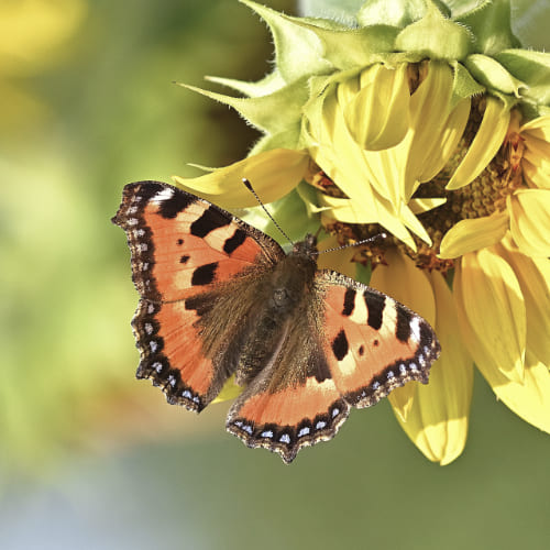 petite-tortue-papillon Papillon petite tortue sur une fleur de tournesol