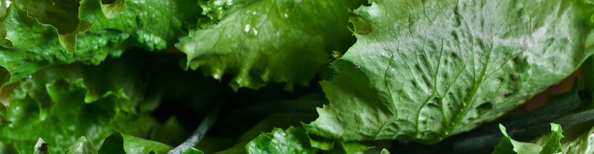 7 légumes qui poussent à l'infini - Blog - Dr. Jonquille & Mr. Ail