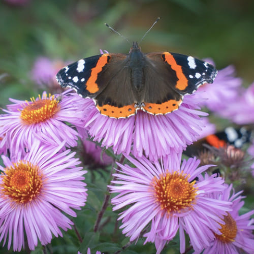 vulcain-papillon Papillon vulcain au jardin