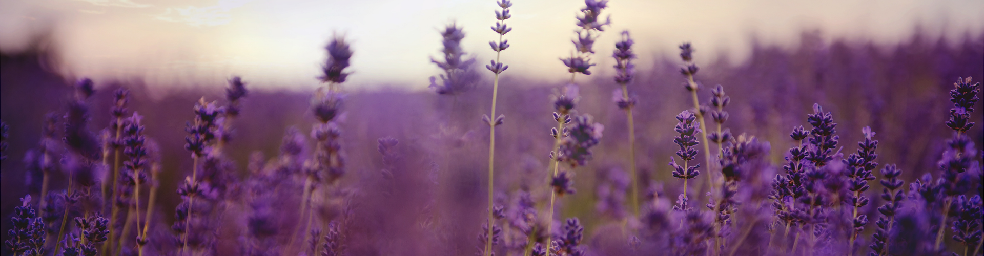 Culture de la lavande1 La lavande : semis, culture, récolte - Blog - Dr. Jonquille & Mr. Ail