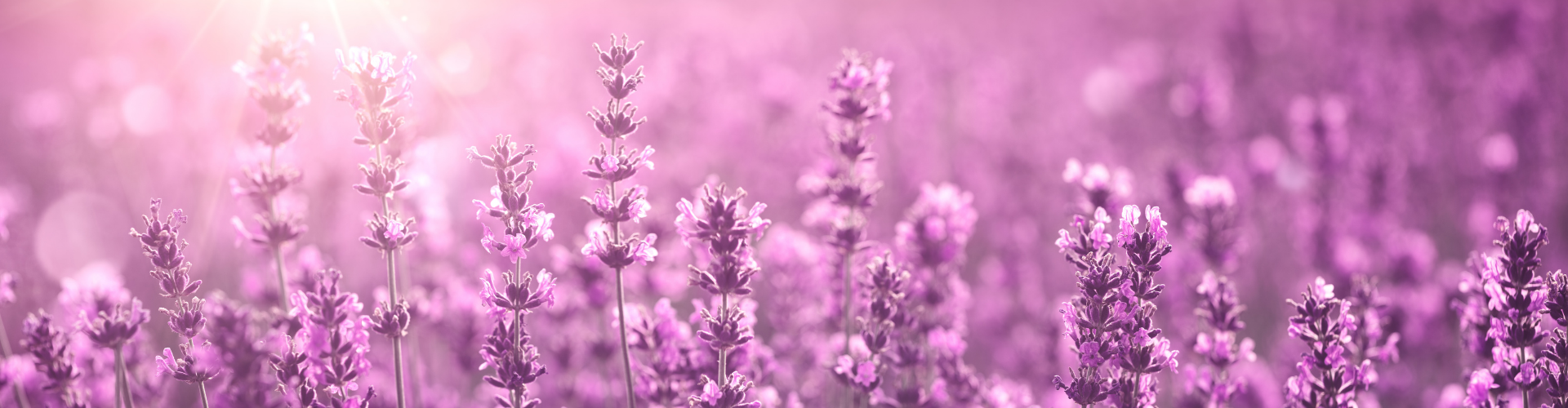 Culture de la lavande1 La lavande : semis, culture, récolte - Blog - Dr. Jonquille & Mr. Ail