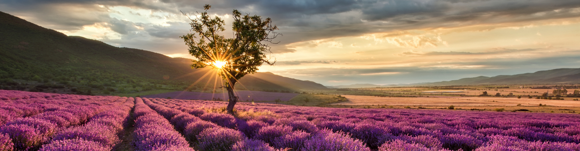 Culture de la lavande2 La lavande : semis, culture, récolte - Blog - Dr. Jonquille & Mr. Ail