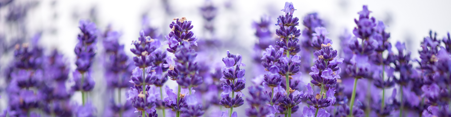 Culture de la lavande2 La lavande : semis, culture, récolte - Blog - Dr. Jonquille & Mr. Ail