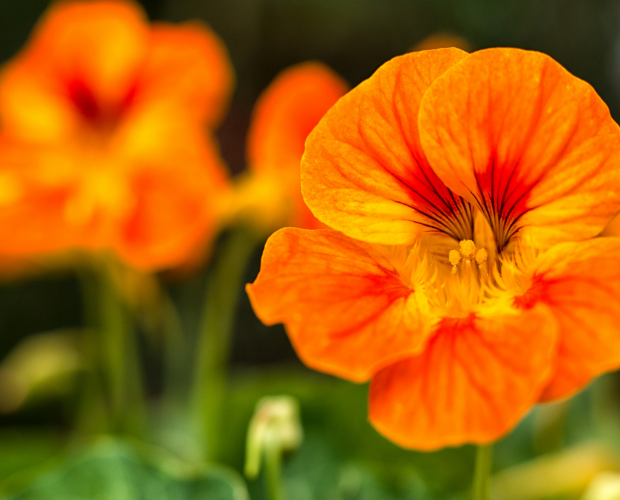 La capucine : semis, culture et récolte - Blog - Dr. Jonquille & Mr. Ail