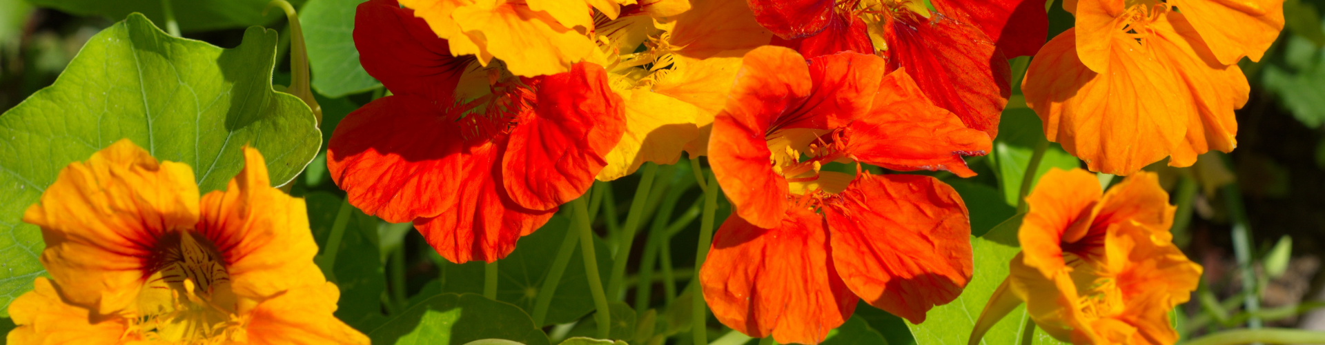 La capucine : semis, culture et récolte - Blog - Dr. Jonquille & Mr. Ail