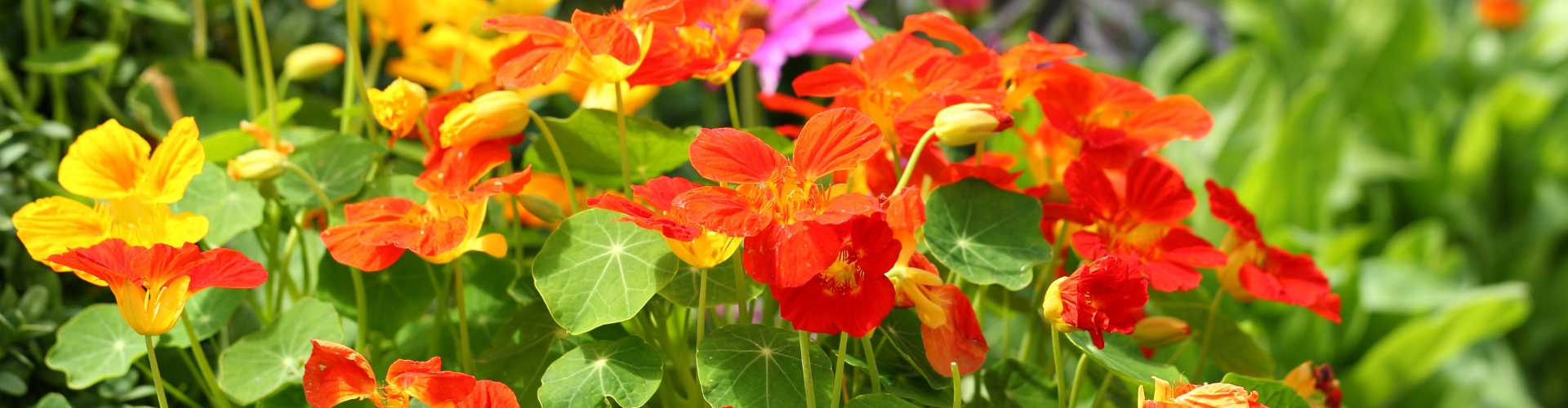 La capucine : semis, culture et récolte - Blog - Dr. Jonquille & Mr. Ail