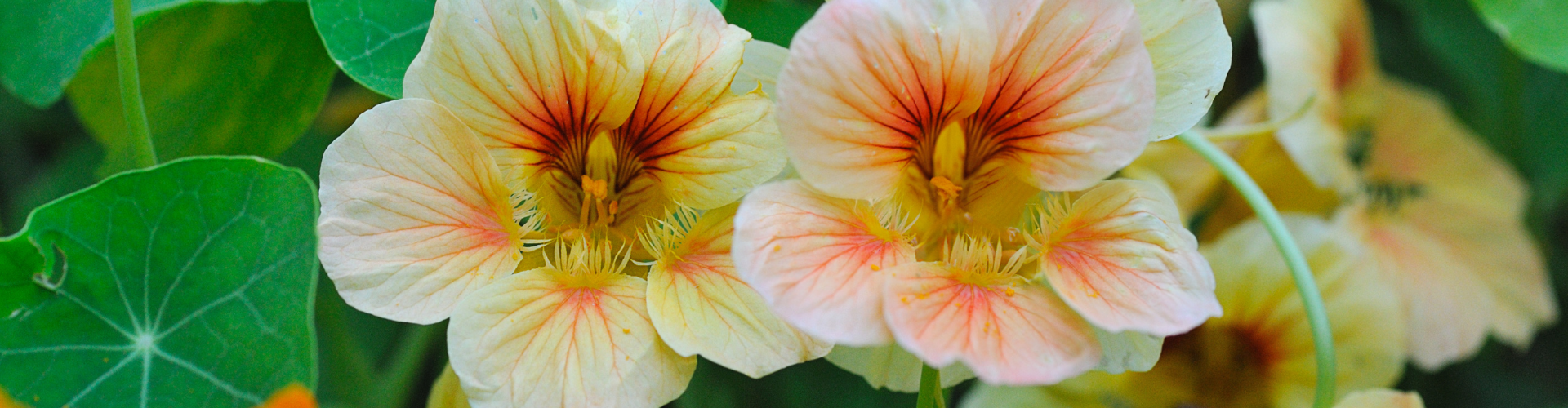 La capucine : semis, culture et récolte - Blog - Dr. Jonquille & Mr. Ail