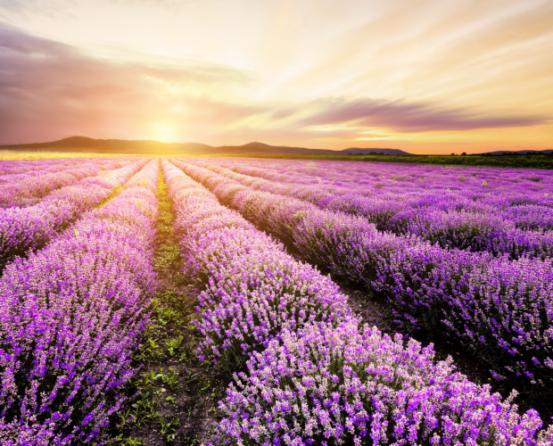 La lavande : semis, culture, récolte - Blog - Dr. Jonquille & Mr. Ail