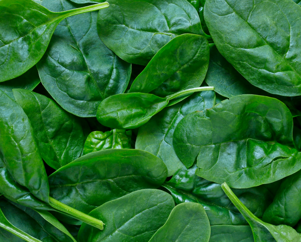 Les épinards : semis, culture, récolte - Blog - Dr. Jonquille & Mr. Ail