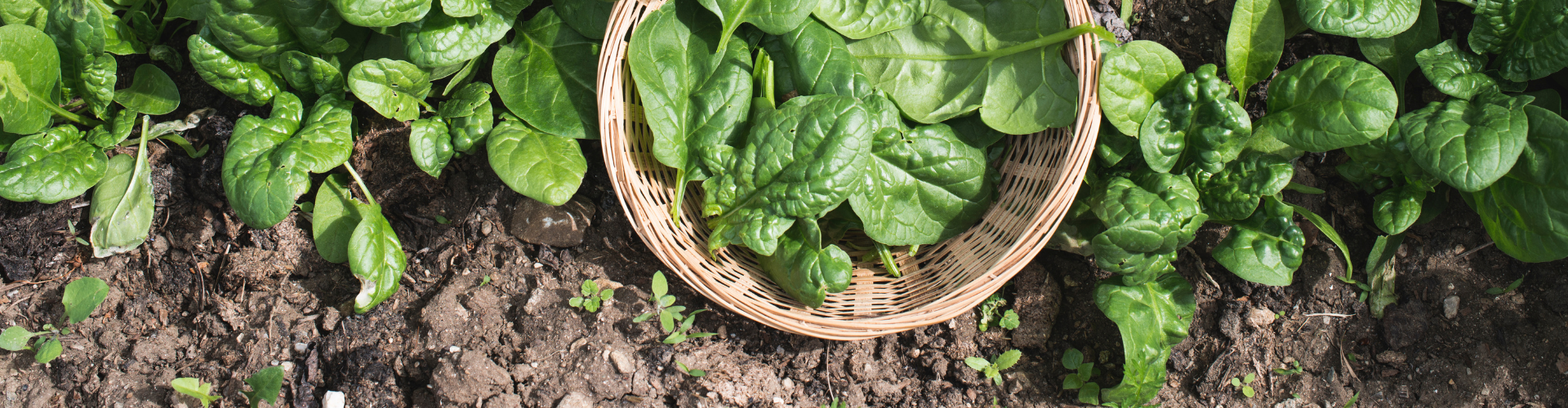 Les épinards : semis, culture, récolte - Blog - Dr. Jonquille & Mr. Ail1 Les épinards : semis, culture, récolte - Blog - Dr. Jonquille & Mr. Ail